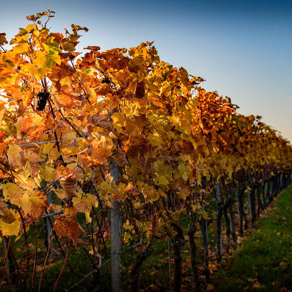 Vignes avec des feuilles d'automne aux couleurs vives sous un ciel bleu.