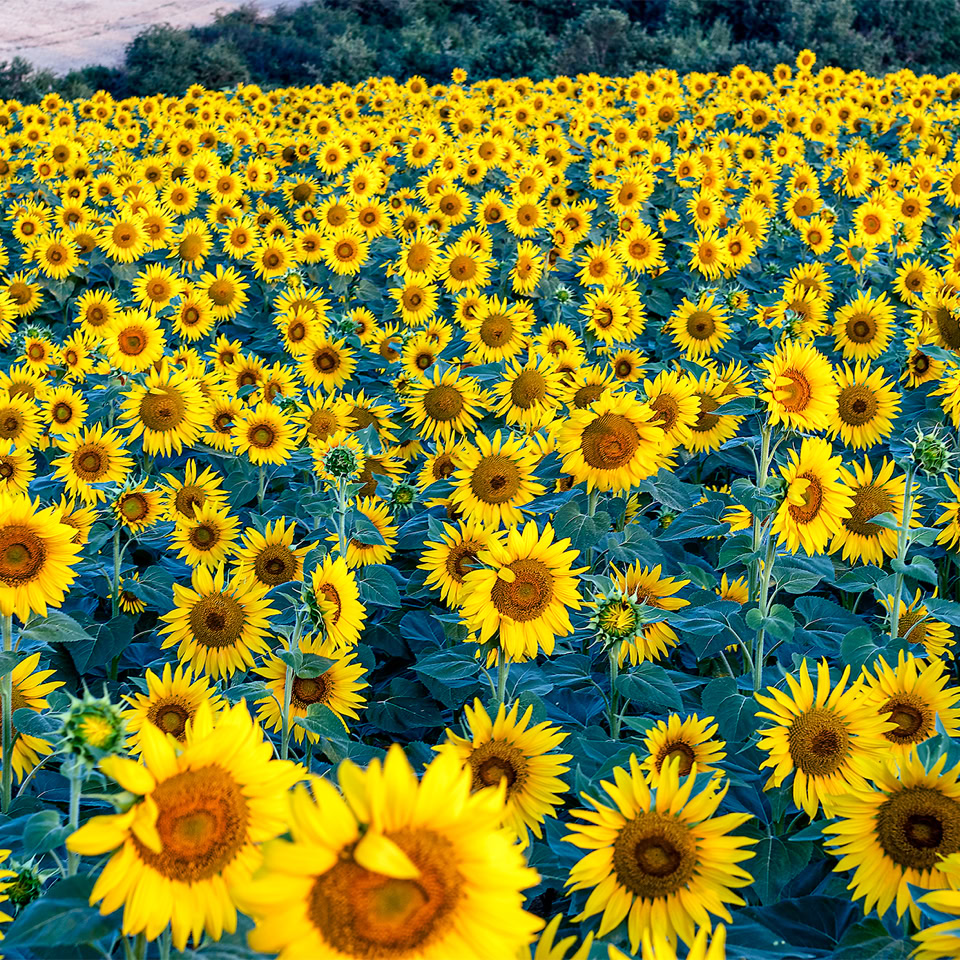 Champ de tournesols jaunes sous un ciel clair.