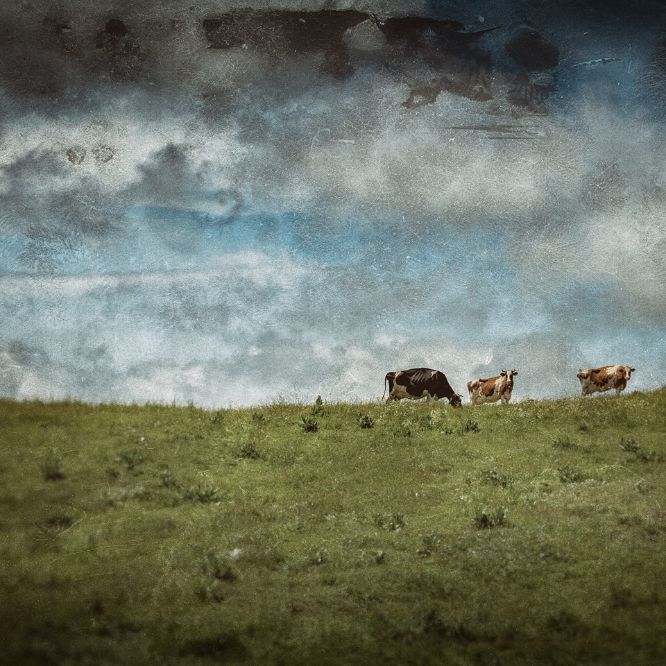 Paysage avec des vaches sur une colline verte sous un ciel nuageux.