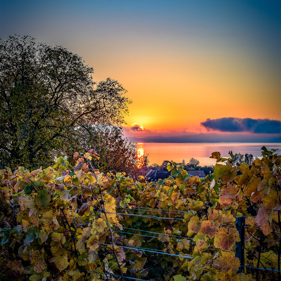 Lever de soleil sur un paysage de vignobles avec des feuilles d'automne, un arbre à gauche et un plan d'eau à l'horizon.