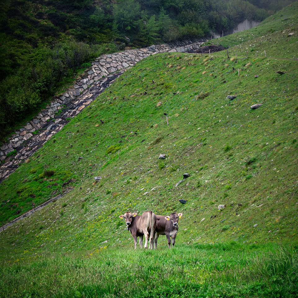 Deux vaches brunes se tiennent sur une colline verte avec des arbres en arrière-plan.