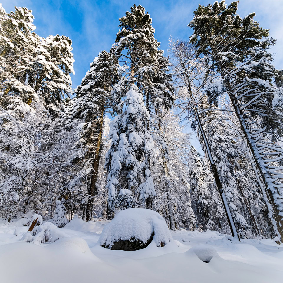 Forêt enneigée avec de grands arbres recouverts de neige sous un ciel bleu.