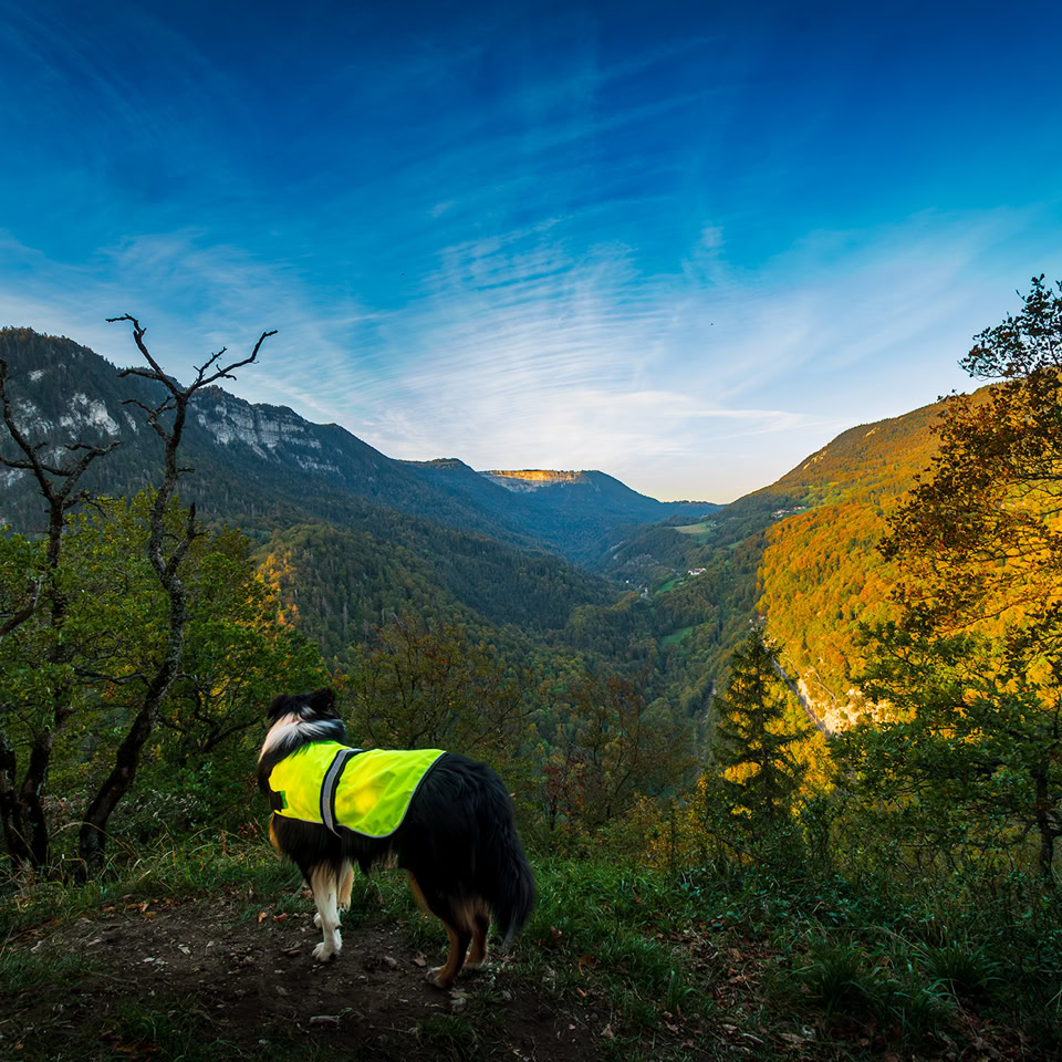 Chien portant un gilet jaune fluorescent, debout sur un sentier de montagne avec une vue sur des collines boisées et un ciel bleu.