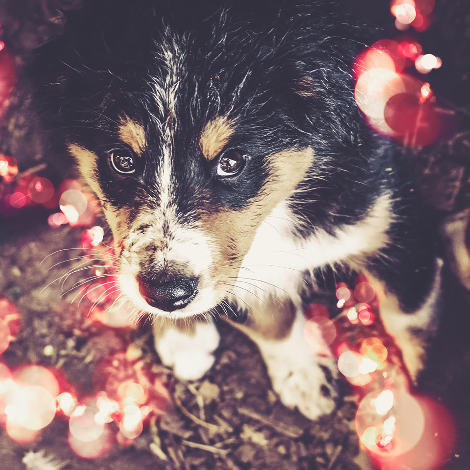 A small dog with a black, white, and brown coat sits on the ground surrounded by blurred red lights.