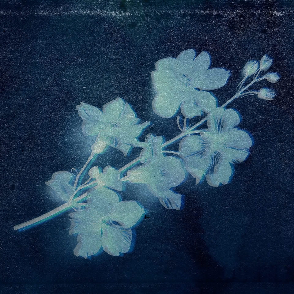 Image d'une branche de fleurs blanches sur un fond bleu foncé.