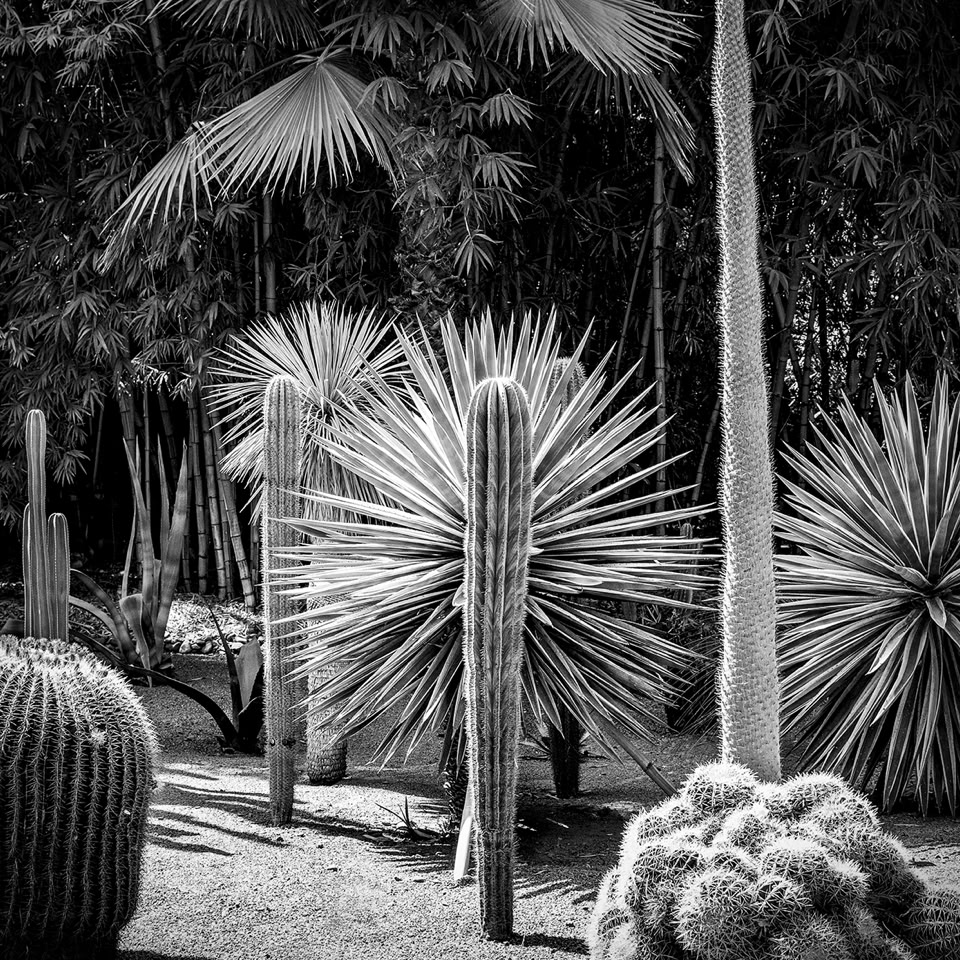 Paysage en noir et blanc avec des cactus et des palmiers.