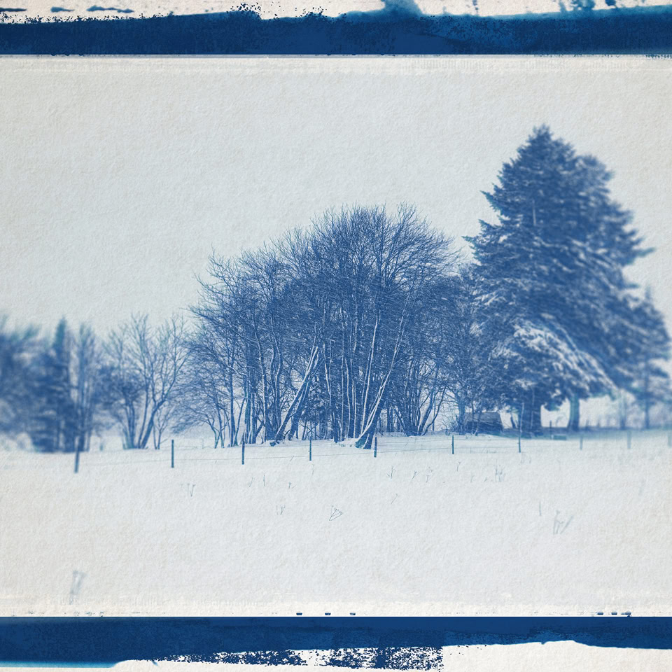 Image en cyanotype montrant un paysage enneigé avec des arbres dénudés et des conifères à l'arrière-plan.