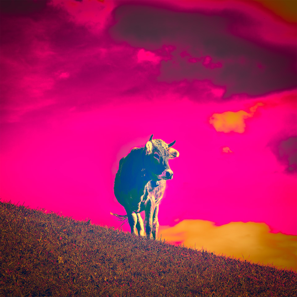 Une vache debout sur une colline avec un ciel aux couleurs vives et surréalistes en arrière-plan.