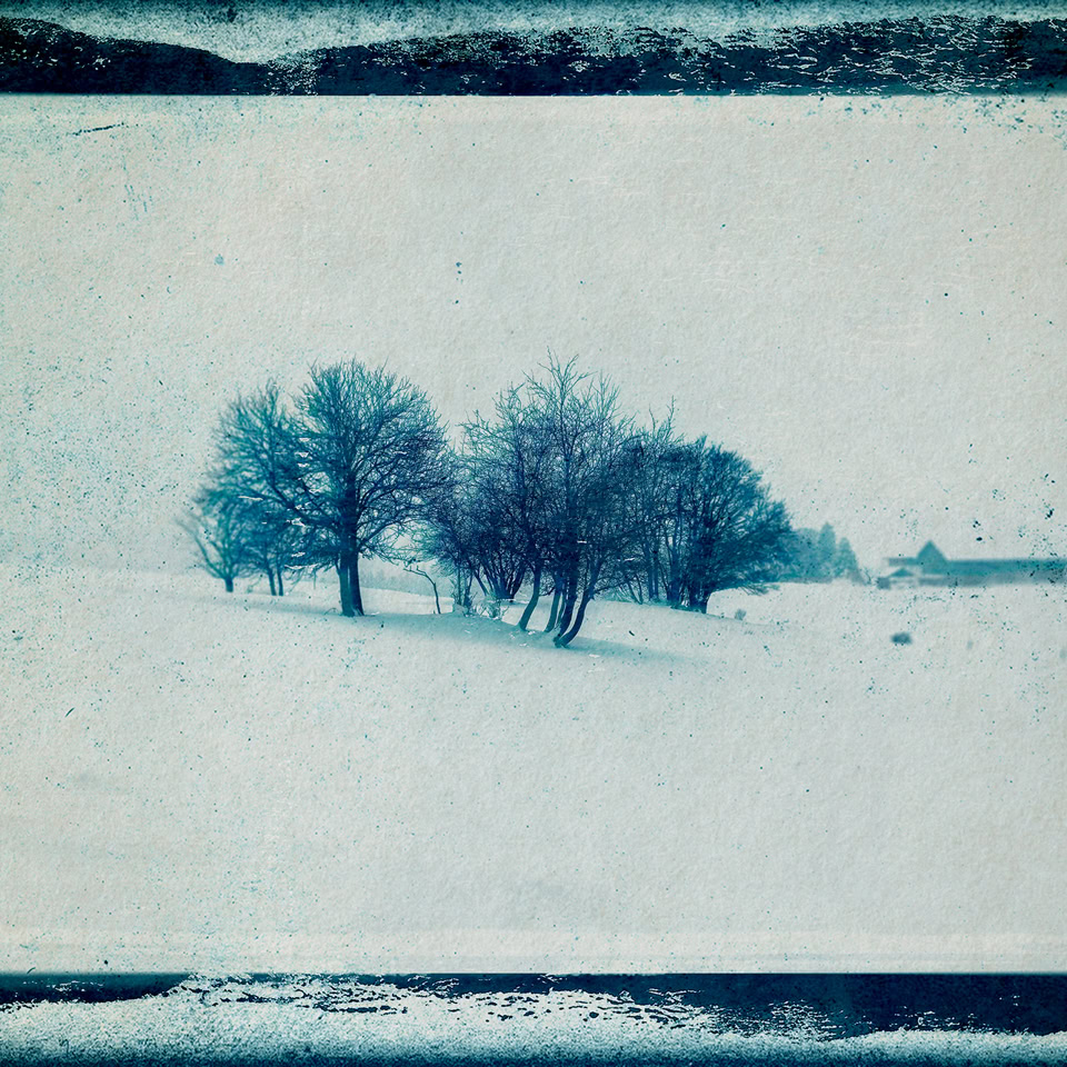 Paysage enneigé avec quelques arbres dispersés et un ciel clair.