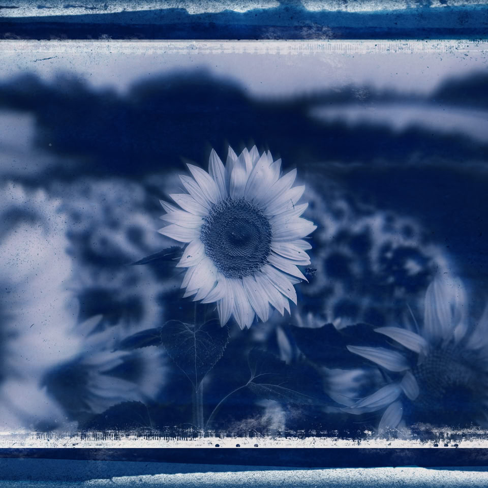 Image en cyanotype montrant des tournesols flous dans un champ.