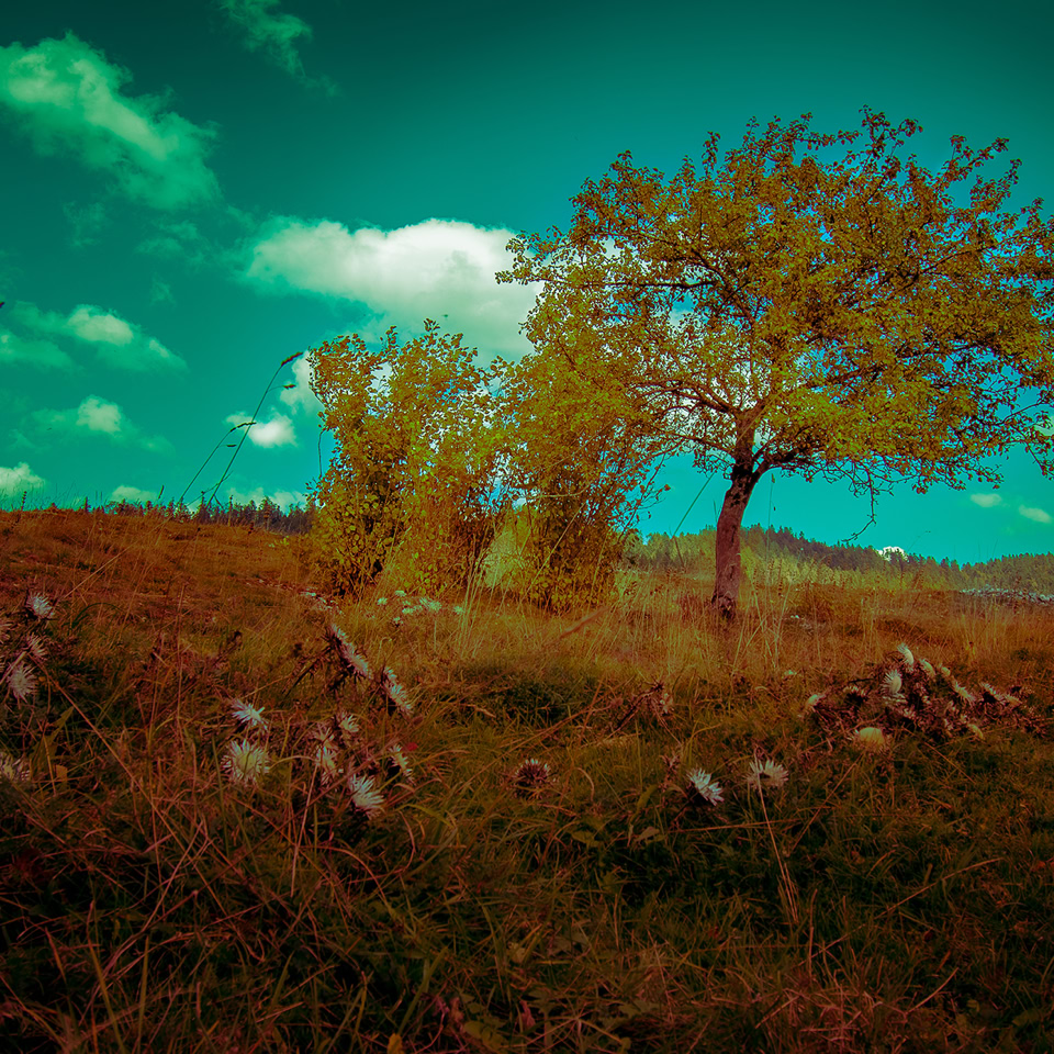Paysage avec un arbre solitaire sur une colline, herbe et fleurs sauvages au premier plan, ciel bleu avec quelques nuages.