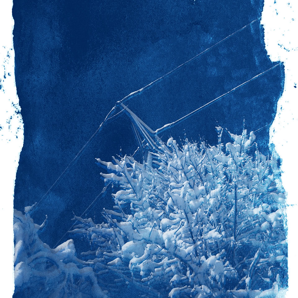 Image en cyanotype montrant des branches d'arbre avec des feuilles blanches sur un fond bleu texturé.