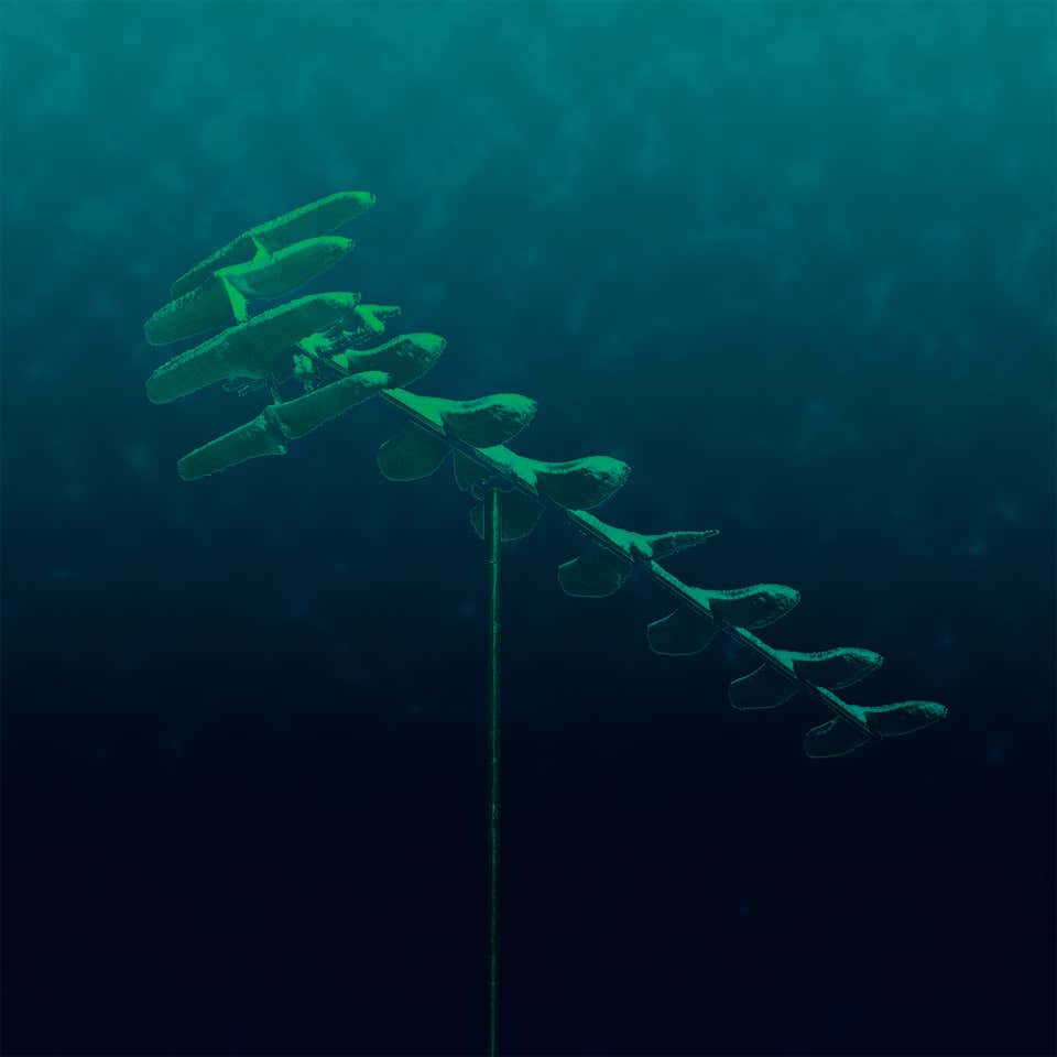 L'antenne enneigée