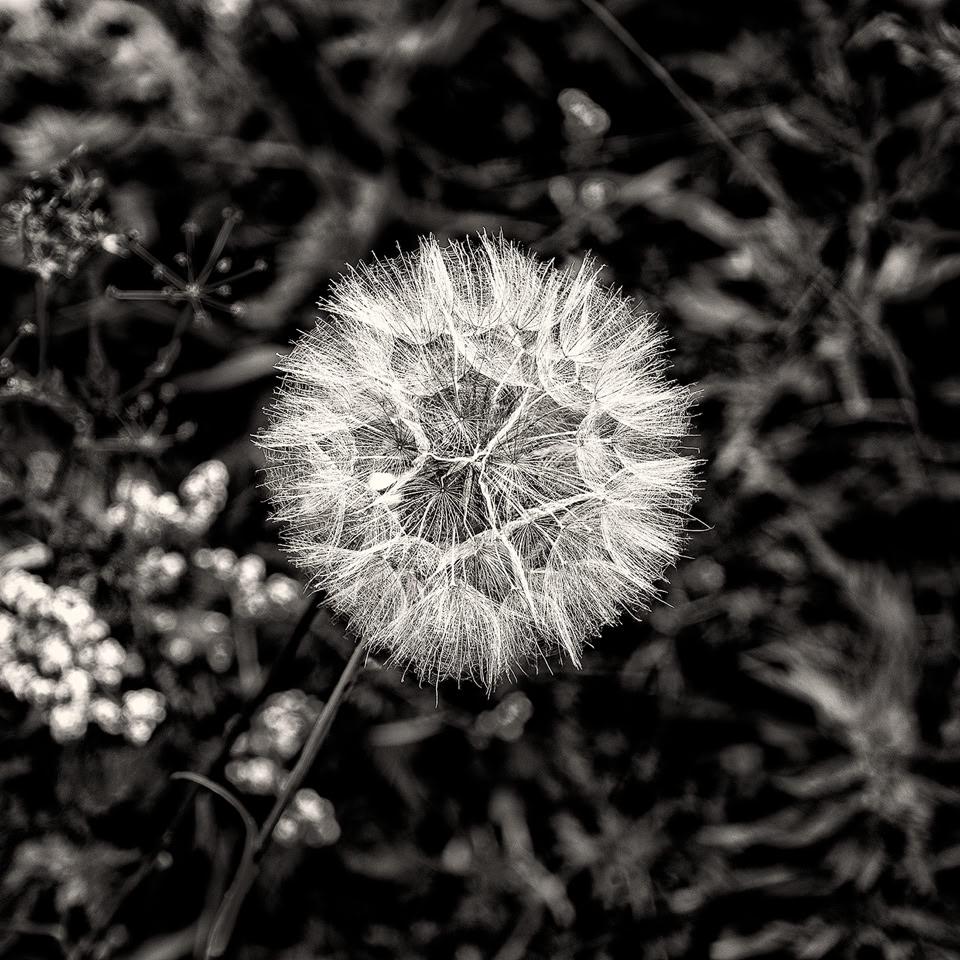 Gros plan d'un pissenlit en graines sur un fond de végétation floue en noir et blanc.