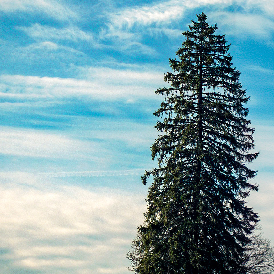 Un grand sapin à côté d'une petite maison blanche sur une colline, avec un ciel bleu et quelques nuages.