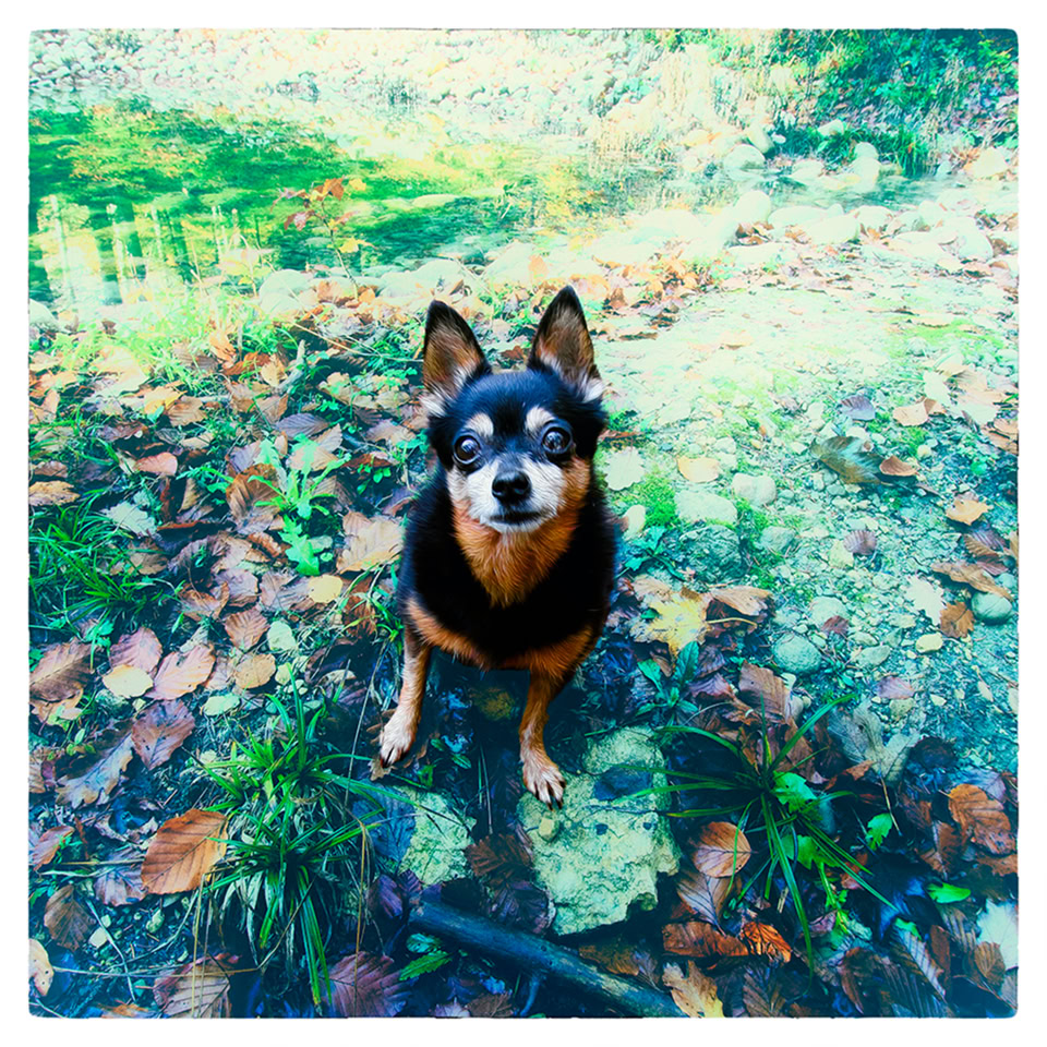 Un petit chien noir et marron assis sur un sol couvert de feuilles mortes.
