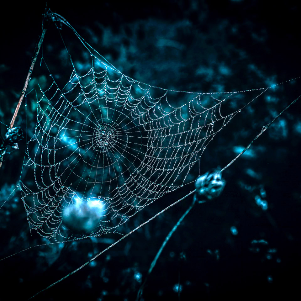 Toile d'araignée éclairée par une lumière bleue sur un fond sombre.